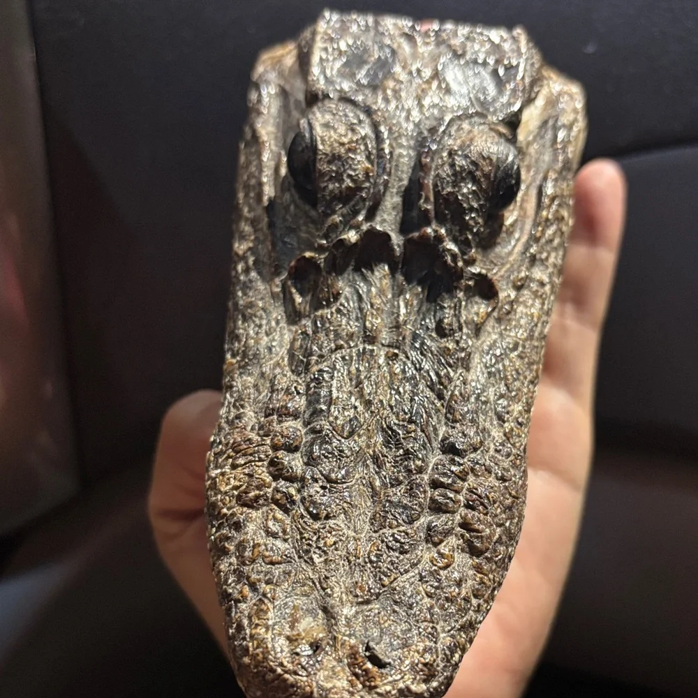 Real Reptile Skull